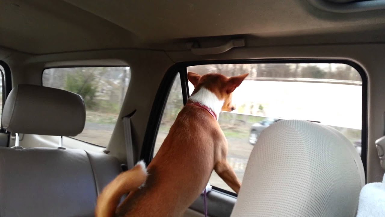 Resultado de imagen para basenji head out of the car