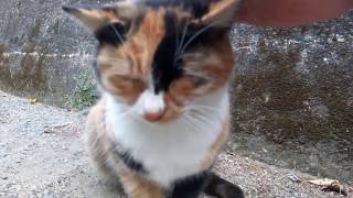道端で出会った三毛猫