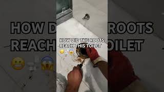 How did the roots reach this toilet?🤯🌳
