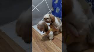 Anjing birahi #shihtzu #birahi #kawin