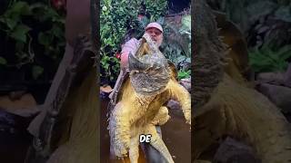 LA TORTUGA CAIMAN #curiosidades