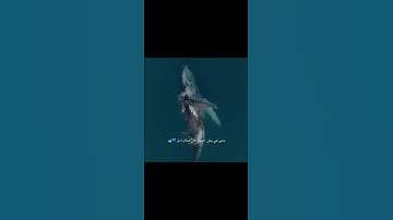 من روائع الشيخ عكاشة كميني ، سورة الأنبياء ، (و ذا النون إذ ذهب مغاضبا فظن أن لن نقدر عليه) ⁦❤️⁩🥰