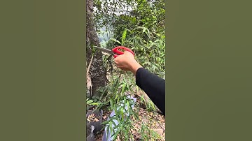 Cắt tỉa tre bonsai #trebonsai