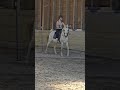 Poney à vendre - Grand Poneys club  - equirodi.com