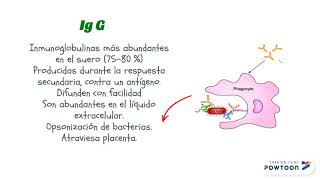 Anticuerpos - Inmunología- Medicina