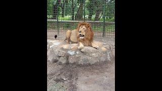 Мартовский привет от льва Симбы и львицы Фионы из Танзании