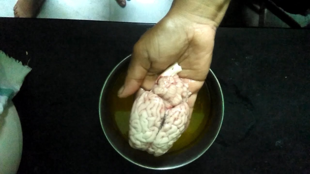 How to clean the goat brain? | Telugu | మేక మెదడు శుభ్రపరుచుకోడం ఎలా? | తెలుగు లో