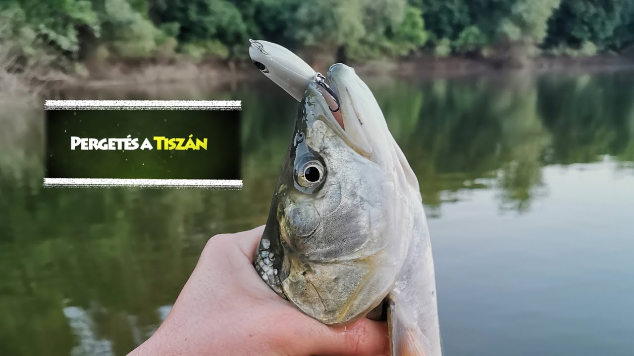 Pergetés a Tiszán - Topwater #1