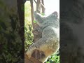 Dream of koalafornication 🐨🎵