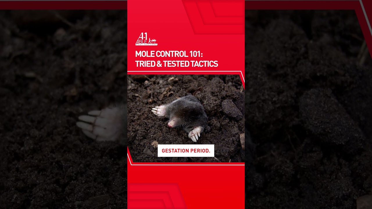 Mole Control 101: Tried & Tested Tactics from A-1 Able Pest Doctors