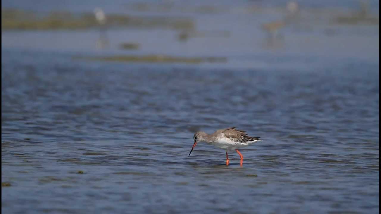 ♪鳥くん野鳥動画（タイThai）＝ツルシギW羽繕 Spotted Redshank - YouTube