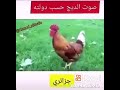 صوت الديك العراقي حتى الموت 