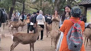 外国人観光客雨宿りするも鹿は平気【奈良公園】