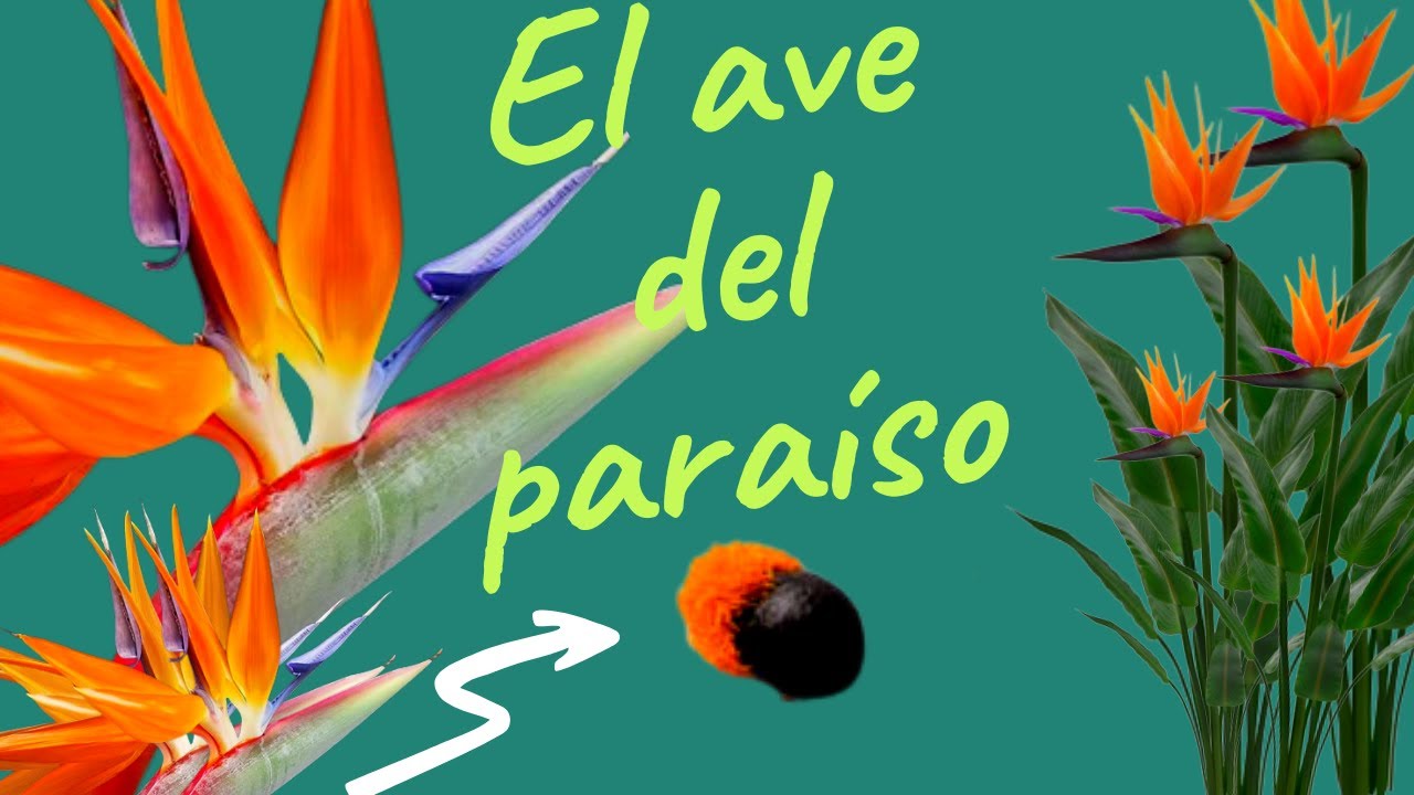 Como reproducir la planta ave del paraíso (semillas ) - YouTube