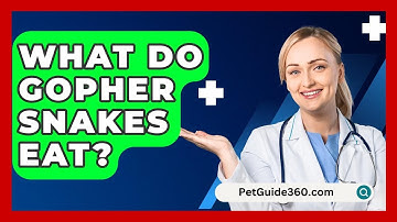 What Do Gopher Snakes Eat? - PetGuide360.com
