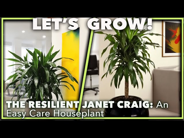 THE BULLET PROOF JANET CRAIG DRACAENA: The Ultimate Low-Light Houseplant  Champ!  - YouTube