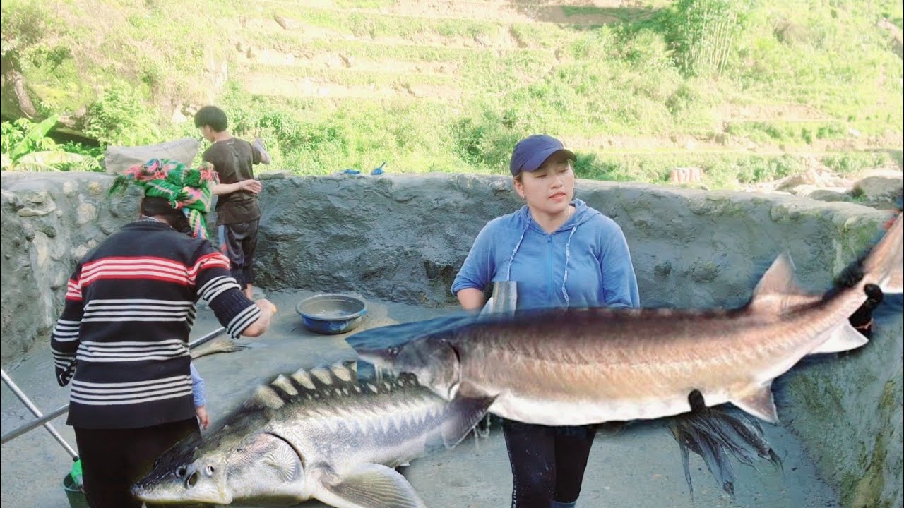 Kiab Lub Salmon sturgeon farm ( Caum Kev Npau suav) YouTube
