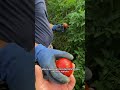 I miei POMODORI stanno davvero ESPLODENDO! #shorts #mattthefarmer #pomodoro