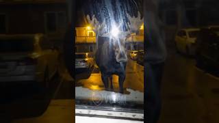 You Won’t Believe What These Moose Say 😂🫎