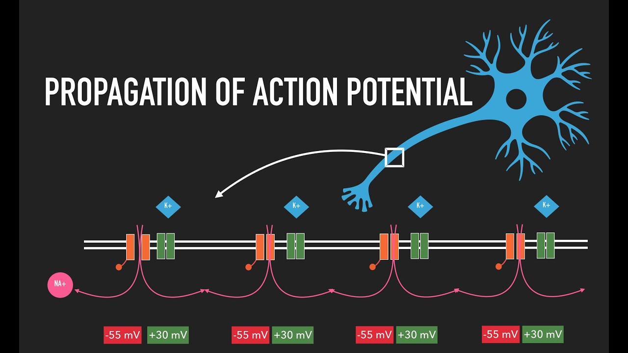 Propagation of the Action Potential - YouTube