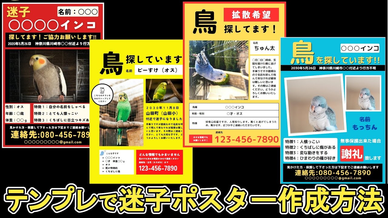 迷子インコを探すポスターの作り方｜写真・情報・掲示・拡散まで完全