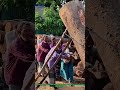 Traditional Logging Teamwork: Manual Wood Sawing by Multiple Workers