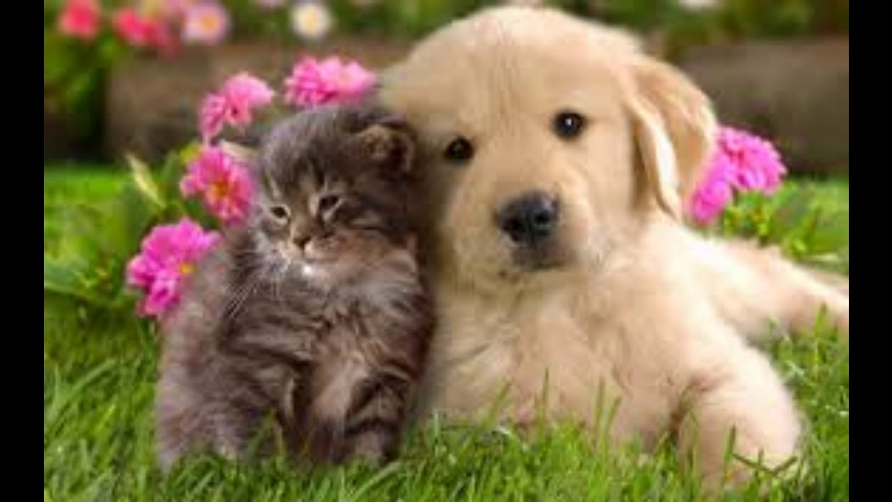 Relaxing music for you and your 4 legged family members