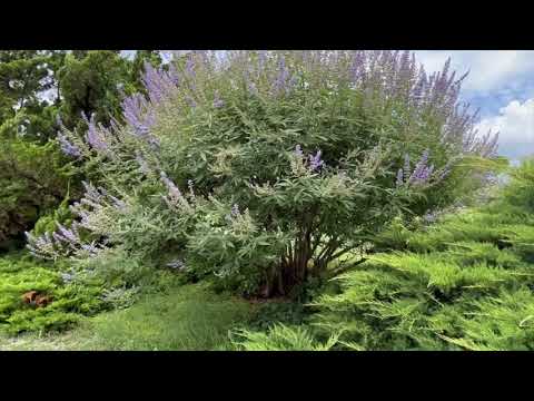 Video: Vitex šķīstie koki - informācija par šķīsta koka audzēšanu