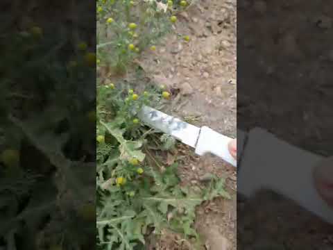 اليوم رحت حصدت بابونج مشان نشربها ب شتوية معالج لكل التهابات العامة