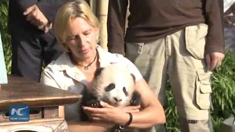 "Tian Bao" is the name for Belgium-born baby panda