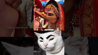 Try Not to Laugh Challenge 669 #cat #funny #viral #reaction