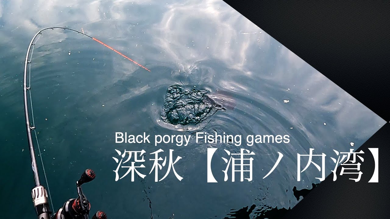 【かかり釣り】11月の浦ノ内湾⭐️アイゴにご注意編