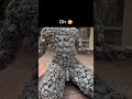 goes hard fr #shortvideo #memes #funny