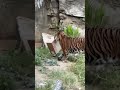 Tiger Joins UPS, Absolutely Crushes It 🐯