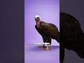 #usa #animals #aiart #deer #eagle #usa #shorts #unfrezzmyaccount