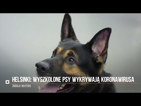 Wideo: Co Psy Lotniska Mogą Wykryć