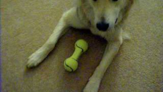 20100512 - Hardy with squeaky toy.AVI