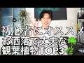 初心者にもオススメ観葉植物TOP3☘️お洒落で丈夫な植物たち♪