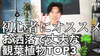 初心者にもオススメ観葉植物TOP3☘️お洒落で丈夫な植物たち♪