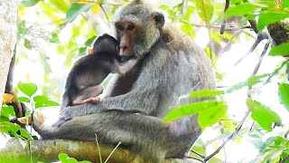 Monkey mother taken care her baby monkey