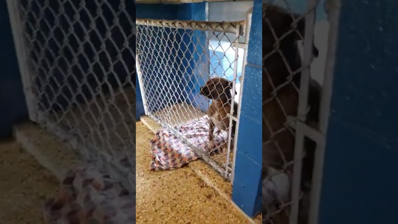 New rescue heading to foster