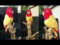crochet bird amigurumi || crochet parrot Forum amigurumi || crochet toy parrots || কুশি কাটার কাজ
