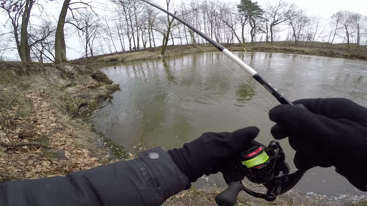 W poszukiwaniu miętusa.Pilica