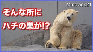 ホッキョクグマ リラは午後から非展示　その間にハチの巣駆除です