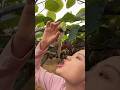 Amazing delicious kiwi fruit farming by rural farmer | Yummy kiwi 🥝🥝 #kiwi #farming
