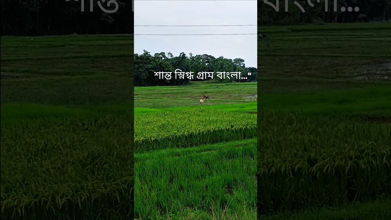 enjoy beautiful village 😘 ❤️   #nature #villagelife #bangladesh #beautiful #view