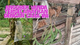 How to infuse dying vanda orchids screenshot 5