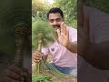 गर्मी में घास से बनाया हाथ पंखा 🌿 | Desi Fan Making 🔥📝 Description: