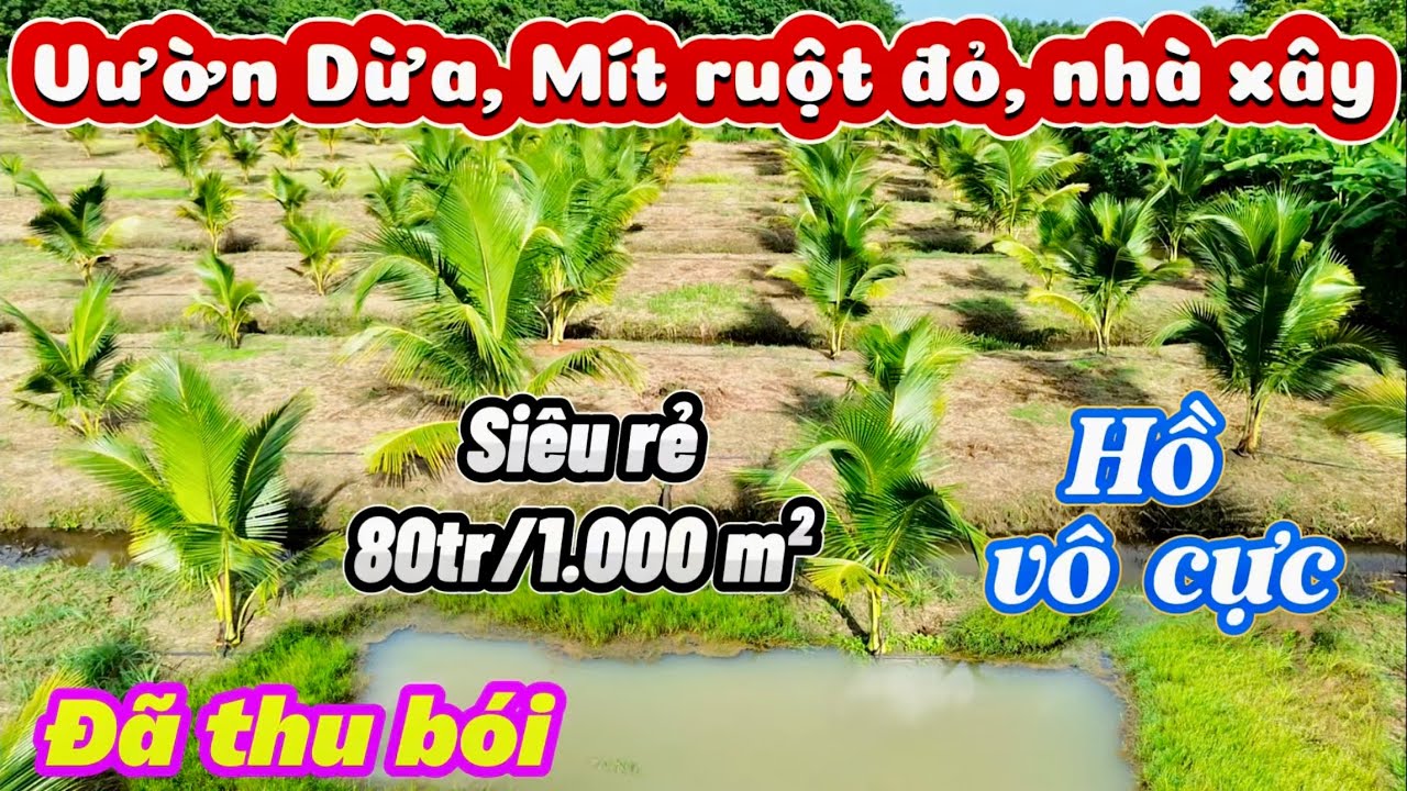 2,3 hecta. 600 🌴 cây dừa, 140 cây mít ruột đỏ. View suối, Hồ cá nước quanh năm. Nhà xây. Giá 80tr/s