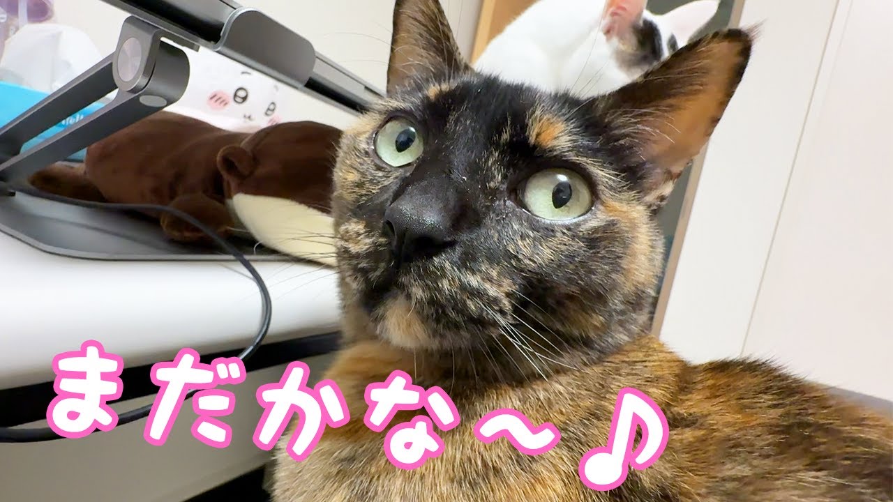 ご飯前の猫たちの待ち方がそれぞれ違って可愛いｗ